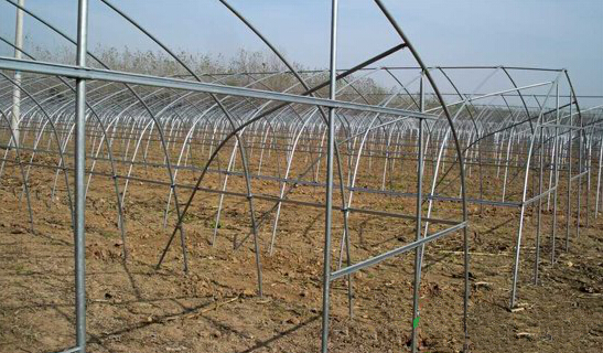 河南永城合眾蔬菜基地(全鋼架無立柱拱棚) 河南永城合眾蔬菜基地(全鋼架無立柱拱棚)