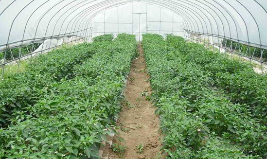 河南永城合眾蔬菜基地(全鋼架無立柱拱棚) 河南永城合眾蔬菜基地(全鋼架無立柱拱棚)