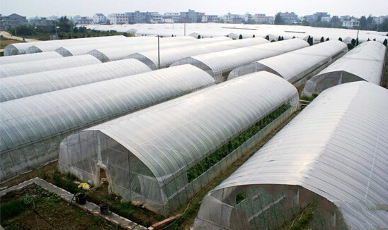 河南永城合眾蔬菜基地(全鋼架無立柱拱棚) 河南永城合眾蔬菜基地(全鋼架無立柱拱棚)